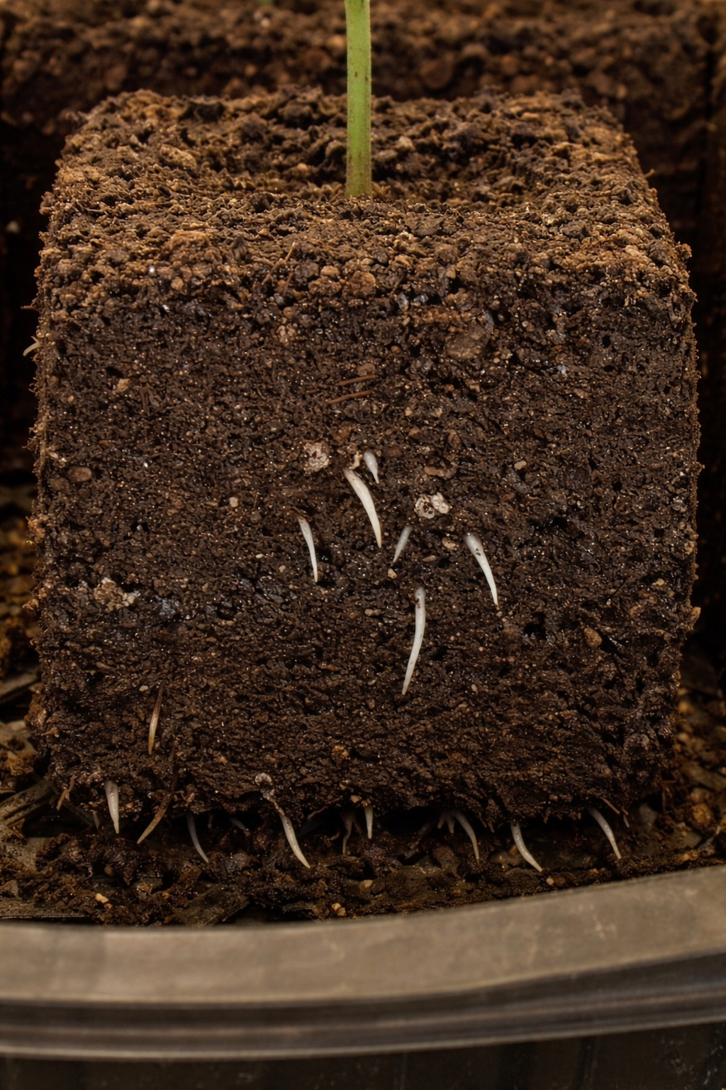 Outgrowing Roots ilovemygardenstore